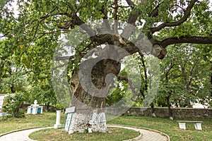 Secular oak tree