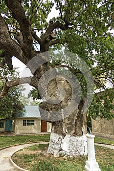 Secular oak tree