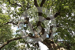 Secular oak tree