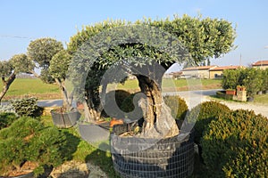 Secular olive tree in pot for sale