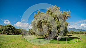 The secular olive tree Sa Reina in Sardinian `the queen`,villamassargia south sardinia