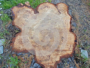 Secular pine trunk