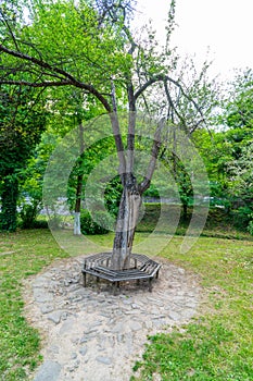 Secular tree in the ethnographic complex `Etera` in Bulgaria