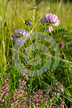 Securigera varia or Coronilla varia, commonly known as crownvetch or purple crown vetch