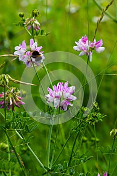 Securigera varia or Coronilla varia, commonly known as crownvetch or purple crown vetch