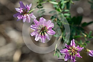 Securigera varia, purple crown vetch closeup selective focus