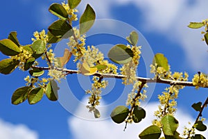 Securinega leucopyrus Humari flowering twig