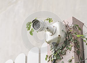 Security Camera, CCTV on location. Security camera on fence with  climbing fig tree