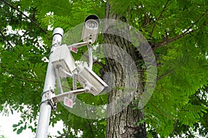 Security camera in garden on tree