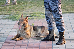 Security dog & dog handler photo