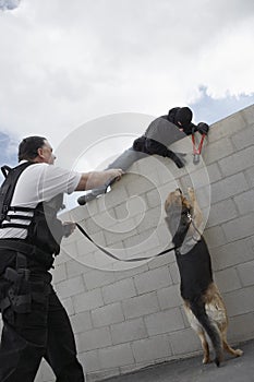 Security Guard With Dog Catching Thief
