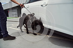 Security office and detection dog inspecting car at airport