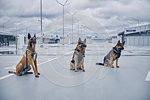 Security police dogs or detection dogs sitting at airport