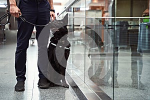 Security worker with detection dog standing by glass wall at airport