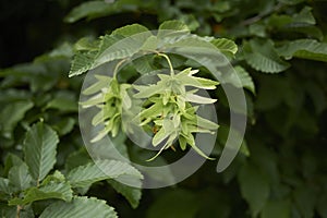 Sed pods of Carpinus betulus tree