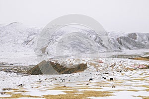 The snow-covered landscape in Buddhist Academy. Larong Wuming Buddhist Academy photo