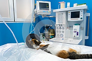 Sedated cat with an oxygen mask