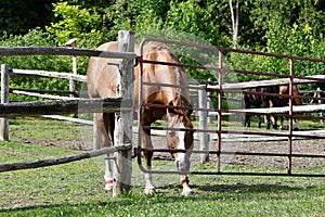 Sedated horse showing mud foot or pastern dermatitis after treatment