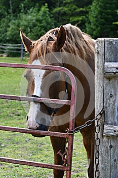 Sedated horse showing mud foot or pastern dermatitis after treatment