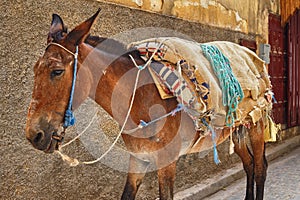 Seddled donkey in medina quarter of Fez, Morocco. The medina of Fez is listed as a World Heritage Site and is the one of the world