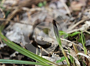 Sedge bud in the spring sunshine close-up.