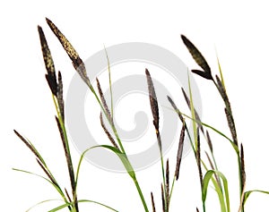 Sedge (Carex acuta) isolated on white