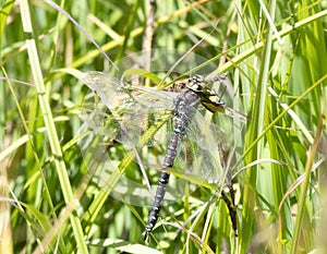 Sedge Darner Dragonfly Aeshna juncea Perched in Dense Vegetation in the Mountains of Northern Colorado