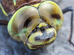 Sedge Darner Dragonfly Head Closeup