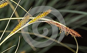 Sedge Flowers (Carex oshimensis)