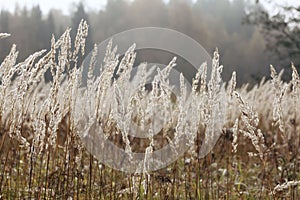 Sedge grass autumn back background