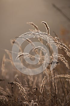 Sedge grass in autumn at brown background. Reeds at sunset