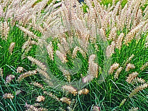 Sedge grass blooming in summer