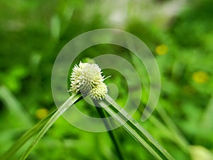 Sedge grass flowers or Cyperaceae