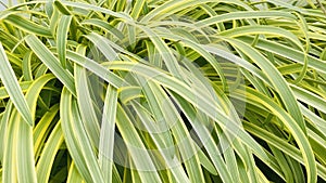 Sedge Grass. Plant with Variegated Golden Edged Foliage.