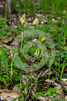 Sedge hairy blossoming in the nature in the spring.Carex pilosa. Cyperaceae Family