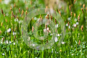 Sedge hairy blossoming in the nature in the spring.Carex pilosa. Cyperaceae Family