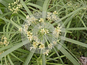 Sedge plant with small white flowers