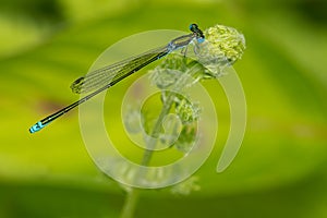 Sedge Sprite - Nehalennia irene