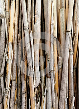 Sedge stems. Background photo of dry reeds. The background is made of reeds. dry reeds lie in a row.