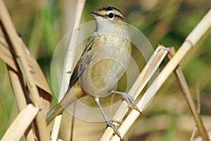 Sedge Warbler (Acrocephalus schoenobaenus)