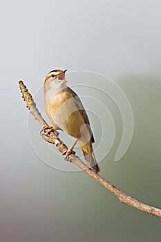 The Sedge Warbler (Acrocephalus schoenobaenus) photo