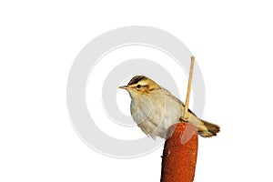 Sedge Warbler (Acrocephalus schoenobaenus).