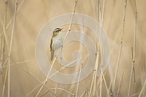 Sedge Warbler, Acrocephalus schoenobaenus, bird singing