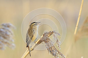 Sedge Warbler, Acrocephalus schoenobaenus, bird singing perched