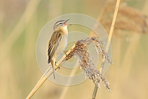 Sedge Warbler, Acrocephalus schoenobaenus, bird singing perched