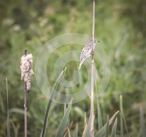 Sedge Warbler Acrocephalus schoenobaenus near-water songbird