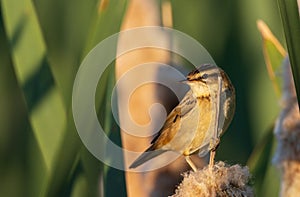 Sedge warbler (Acrocephalus schoenobaenus) on reed