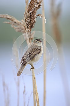 Sedge Warbler, Acrocephalus schoenobaenus, singing