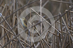 Sedge warbler or Acrocephalus schoenobaneus is a insectivouros bird.