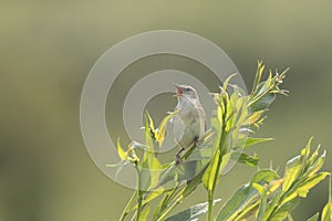 Sedge Warbler bird, Acrocephalus schoenobaenus, singing